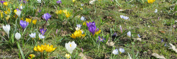 Frühlingsblumen in Altdorf 2021
