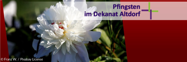 Weiße Pfingstrose