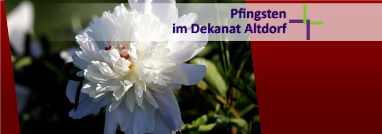 Weiße Pfingstrose