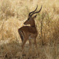 Gazelle
