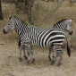 Zebras