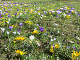 Frühlingsblumen in Altdorf 2021